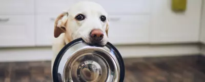 Pies w typie rasy labrador retriever trzymający w pysku metalową miskę.