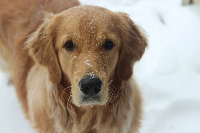 Golden Retriever - Alles wat je moet weten over dit hondenras