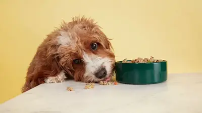 Malý pes jí čerstvé jídlo ze zelené misky.