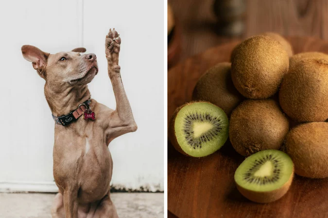 Mag Een Hond Kiwi