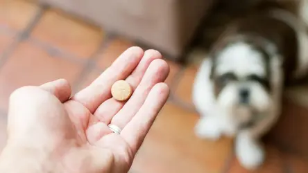 Ruka držící tabletu před psem.