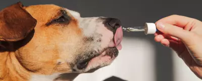 Pies wylizujący płyn z pipety trzymanej przez ludzką dłoń.
