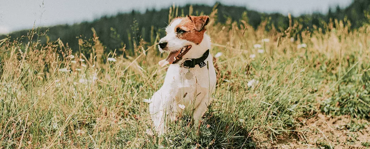 Jack russell terrier