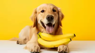 Mag een hond banaan eten?