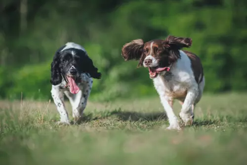 Springer spaniel angielski