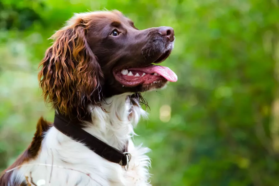 Springer spaniel angielski