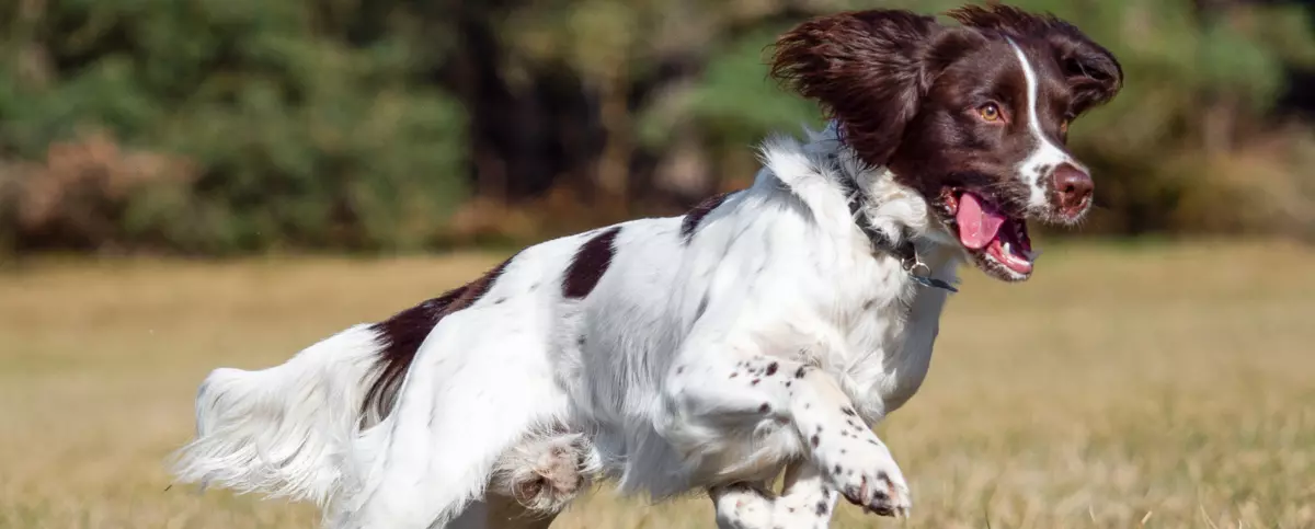 Springer spaniel angielski