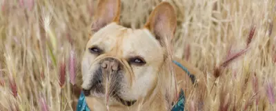 Pies w typie rasy buldog francuski stojący w polu pełnym kłosów