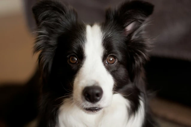 Border Collie - Alles wat je moet weten over dit hondenras