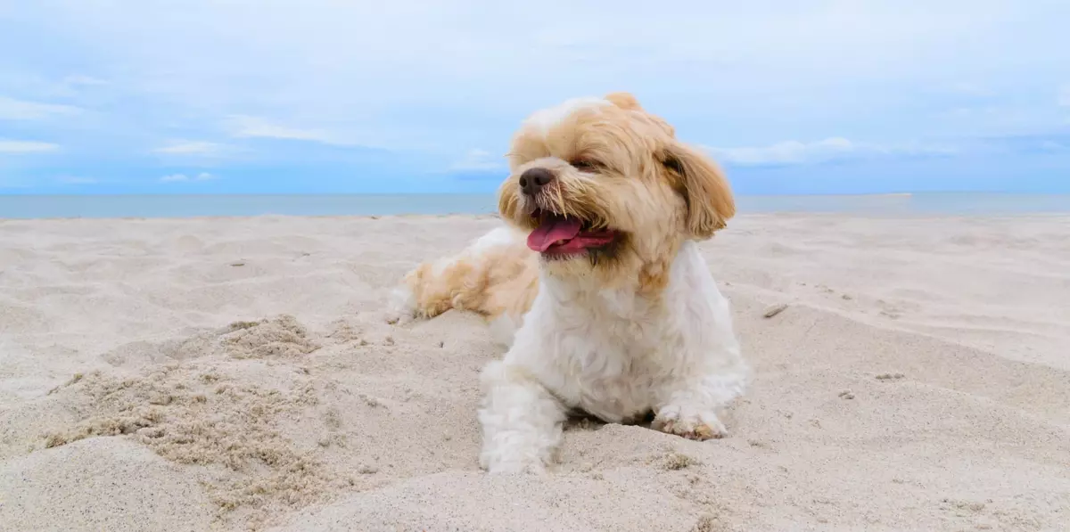 Dog on the beach