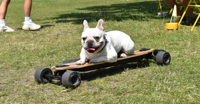 Dog lying on skateboard in the sun