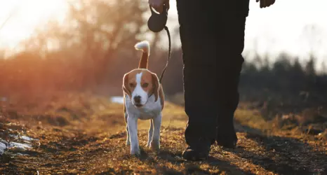 Can Dogs See in the Dark?