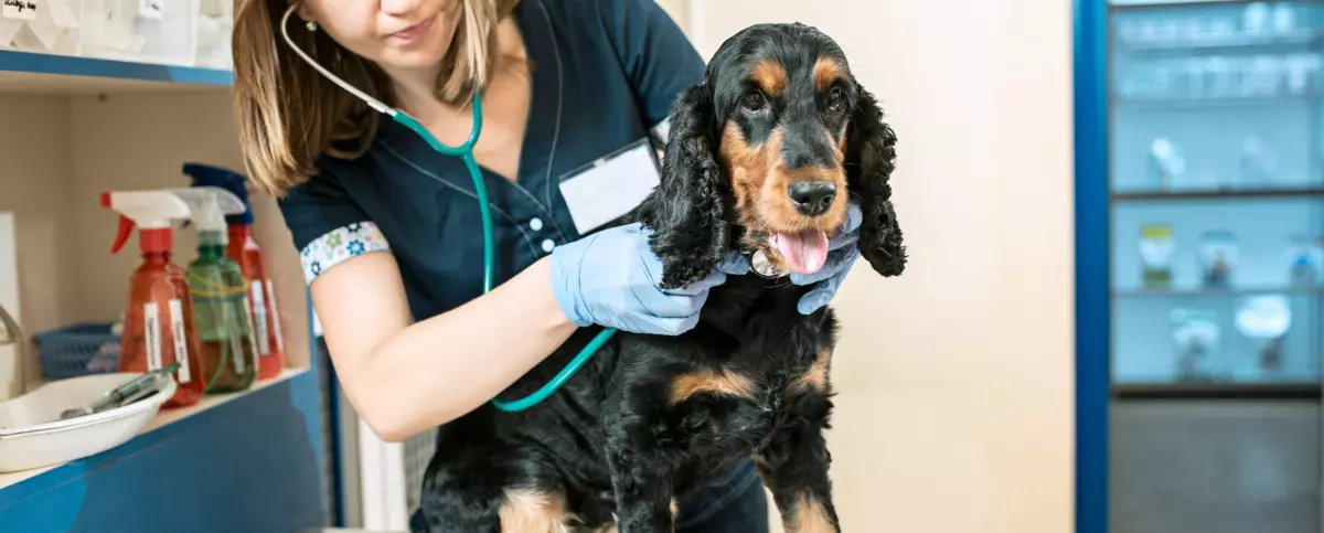 Lekarz weterynarii osłuchuje stetoskopem psa rasy cocker spaniel w gabinecie weterynaryjnym.