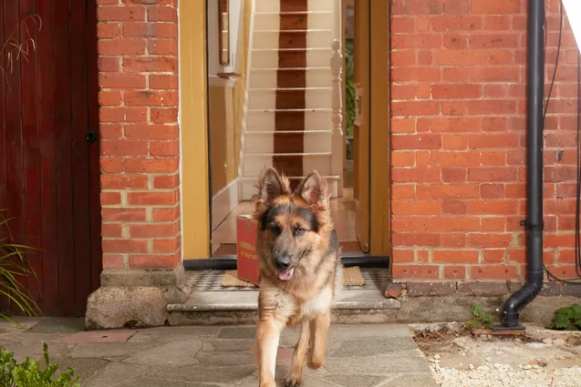 German Shepherd running