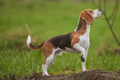 Beagle