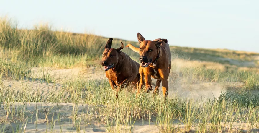 Dogs running on sand