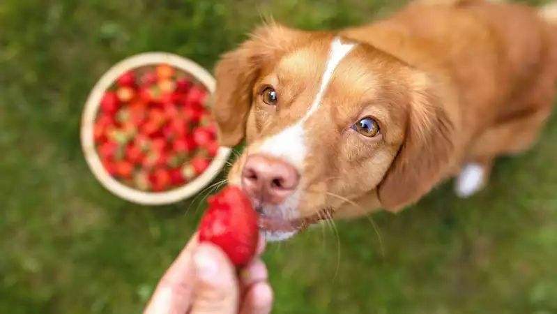 mag een hond aardbeien?