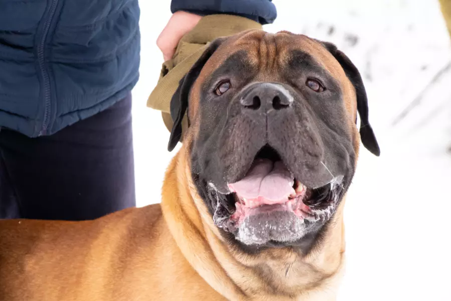 Bullmastiff