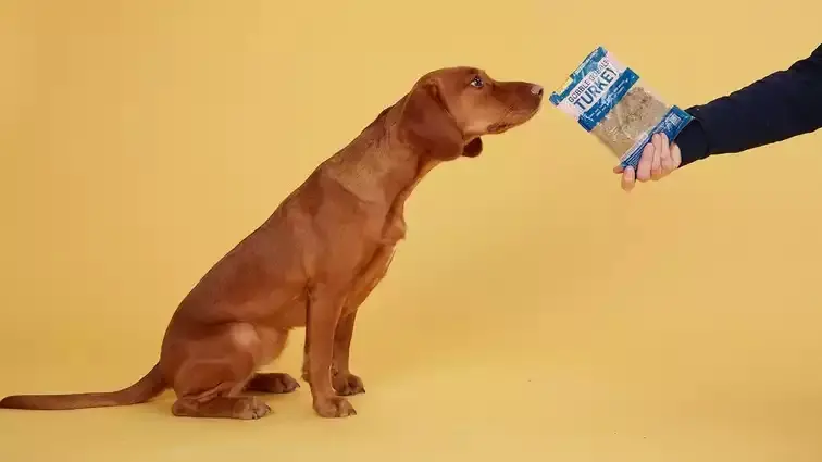 Hund sitzt vor gelben Hintergrund und schnuppert an einer Butternut Box Mahlzeit 