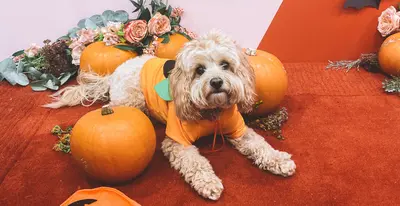 Bella de hond in pompoenkostuum