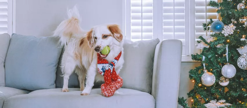 Stavros wearing a Christmas scarf