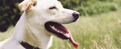Jasny pies dyszący na świeżym powietrzu z widocznym językiem na tle zielonej łąki. Zbliżenie na psa z szeroko otwartym pyskiem, ukazującym białe zęby i różowy język, na tle naturalnego krajobrazu.