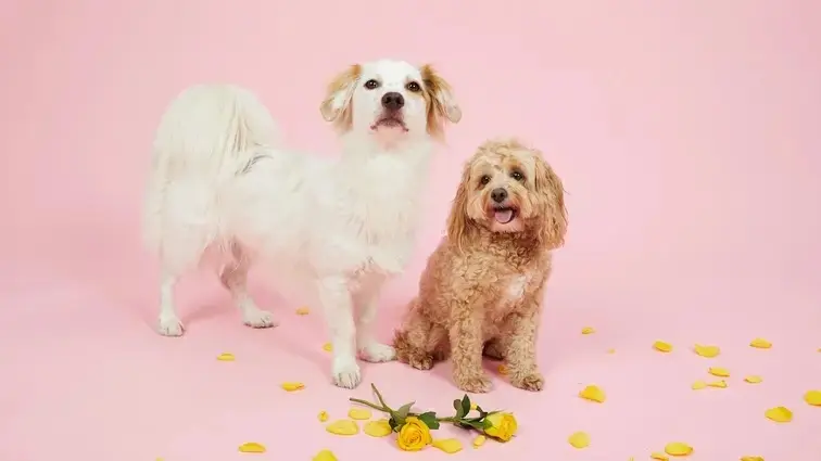 Ein weißer und ein brauner Hund sitzen vor einer pinken Leinwand und schauen in die Kamera 