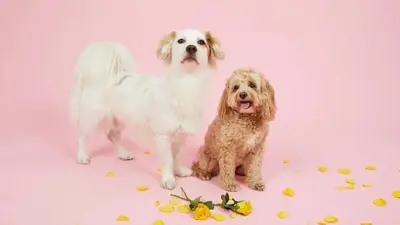Ein weißer und ein brauner Hund sitzen vor einer pinken Leinwand und schauen in die Kamera 