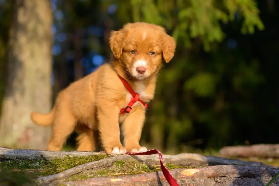 Nova Scotia Duck Tolling Retriever