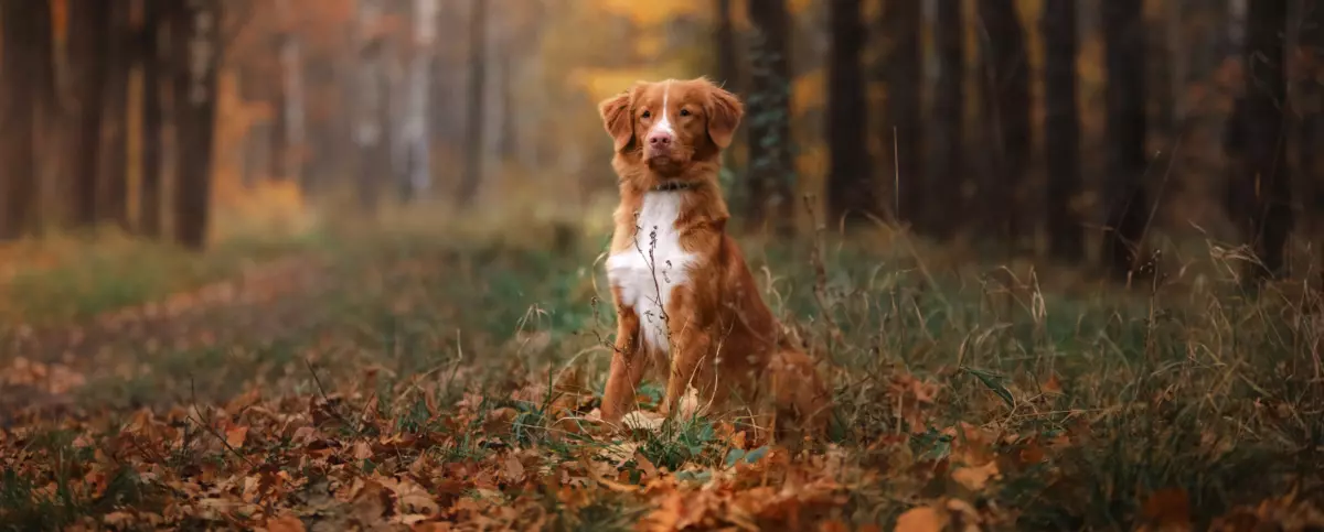 Nova Scotia Duck Tolling Retriever