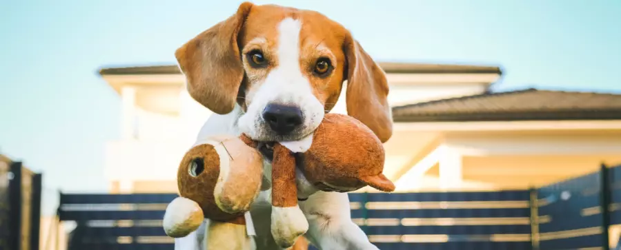 Pies w typie rasy beagle biegnący z pluszową zabawką w pysku.