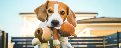Pies w typie rasy beagle biegnący z pluszową zabawką w pysku.