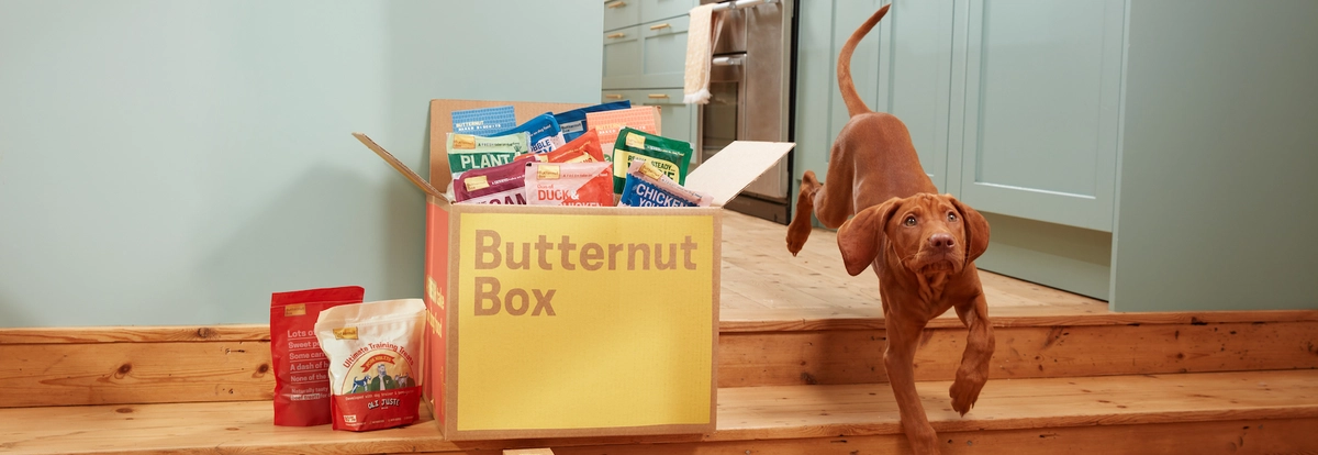 Butternut Box puppy and food