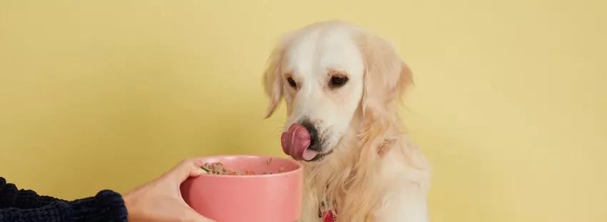 Golden Retriever eating Butternut Box