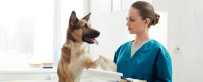 Weterynarz w niebieskim uniformie trzymająca łapę psa rasy mieszanej podczas wizyty w klinice weterynaryjnej. Pies z wyciągniętym językiem patrzy na weterynarza, a w tle widać jasne okno i sprzęt medyczny.