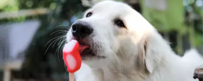 Biały pies liżący różowy lód na patyku. Zbliżenie na psa z językiem dotykającym loda, na tle rozmytego, zielonego otoczenia. Pies wydaje się cieszyć smakołykiem w ciepły dzień.