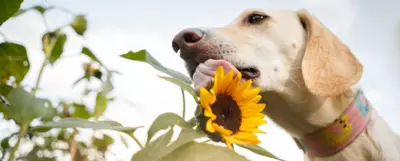 olej słonecznikowy dla psa