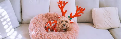 Bella the dog in her Christmas costume