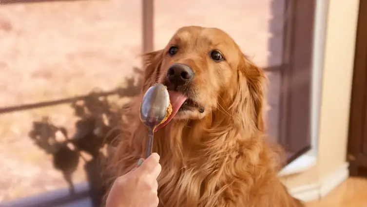 Dog eating peanut butter