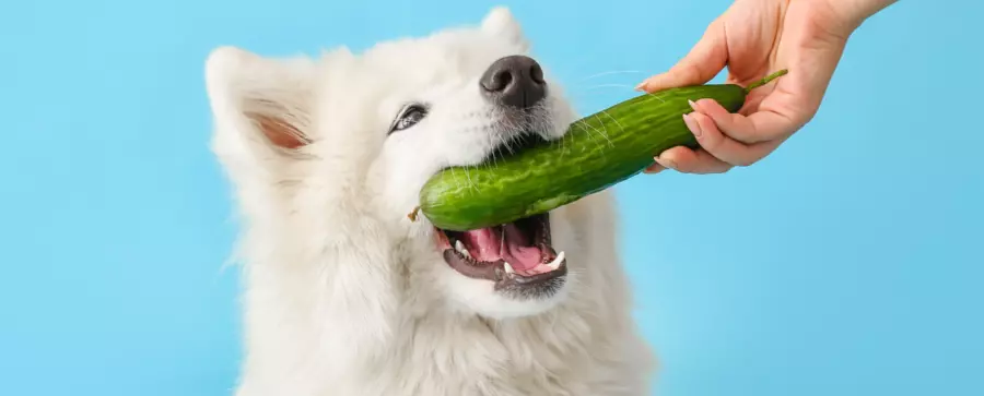 Biały pies rasy samoyed gryzący świeżego ogórka trzymanego przez człowieka. Zbliżenie na psa z uśmiechniętą mordką i otwartymi ustami, trzymającego ogórka w zębach na tle jasnoniebieskiej ściany.