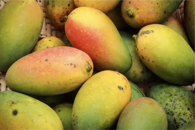 Can Dogs Eat Mangoes?