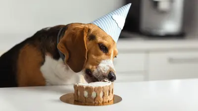 Pes v narozeninové čepičce jí dort.