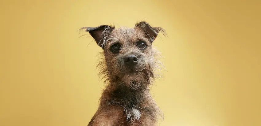 Gracie