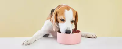 Pies w typie rasy beagle zjada jedzenie z różowej miski stojącej na stole.
