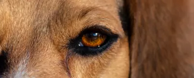 Choroby oczu u psa