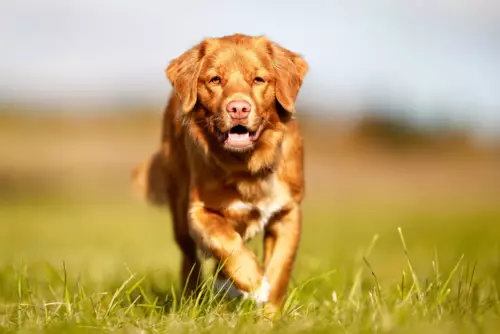 Nova Scotia Duck Tolling Retriever