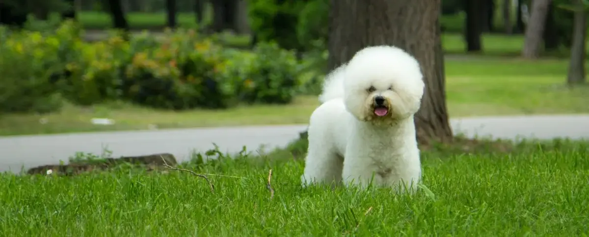 Bichon frise