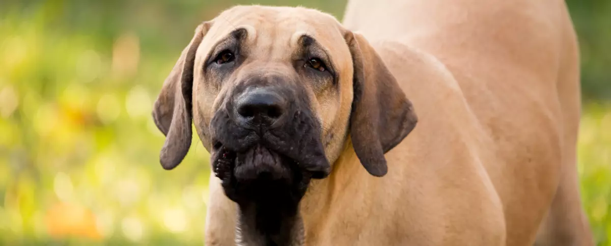 Fila Brasileiro
