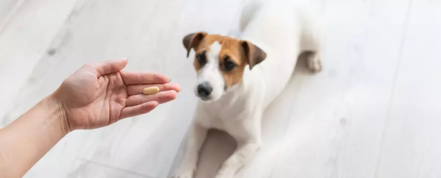 Leki przeciwbólowe dla psa