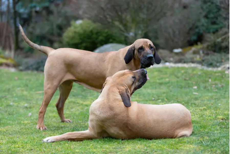 Fila Brasileiro